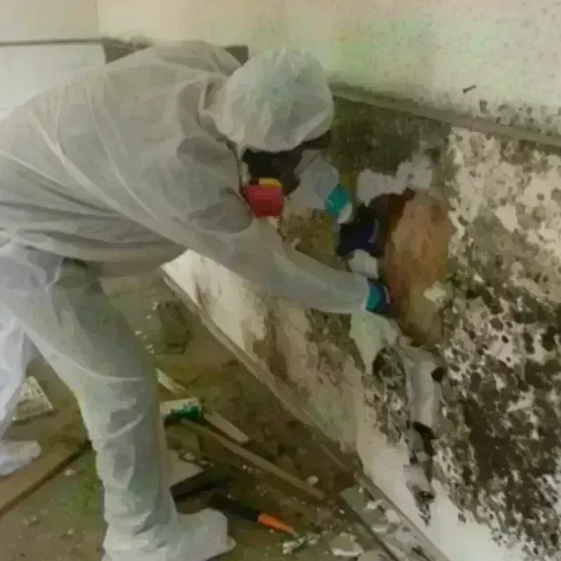 Best Mold Remediation and Removal Service in Gervais, OR